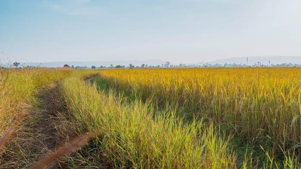 Panorama of beautiful rice field of the curve. Rice fields in green and yellow growing in countryside Thailand.