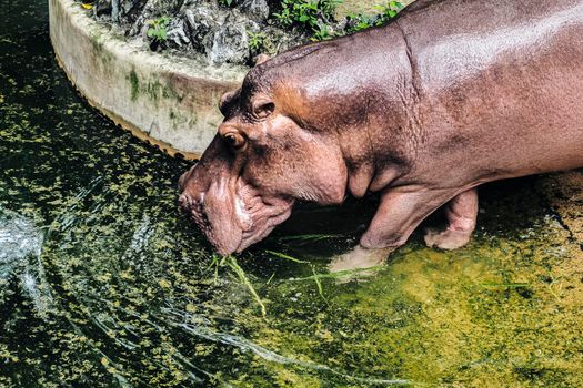 Hippopotamus Amphibius Drinking Water in pond