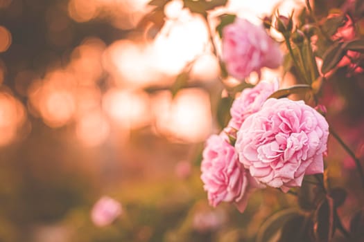 pink rose in garden, bright sunset light, floral background. Selective focus.