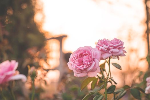 pink rose in garden, bright sunset light, floral background. Selective focus.