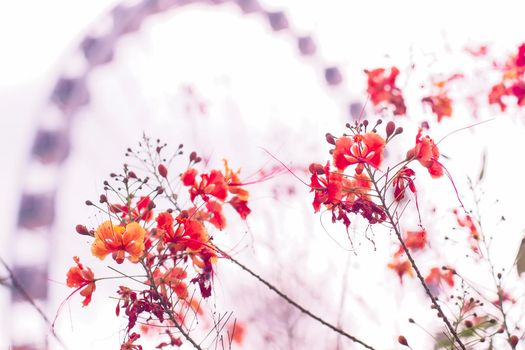 Red Royal poinciana flower blooming in spring with Giant wheel on background