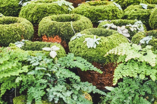 Moss-Covered Clay Pots. gardening  Dress up a clay or terracotta pot with a coating of living moss.