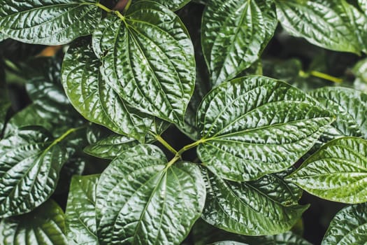 Wild Pepper Betel Leaf Plant Piper Sarmentosum green leaves