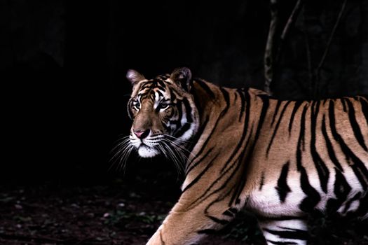 Close up Big Tiger portrait on black background animal wildlife