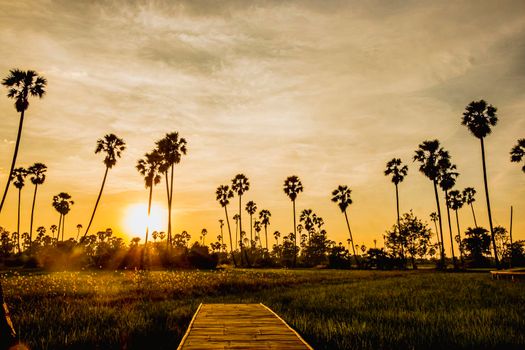 Beautiful wooden Bamboo bridge among the tropical palm trees at sunset