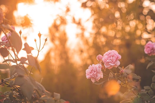 pink rose in garden, bright sunset light, floral background. Selective focus.