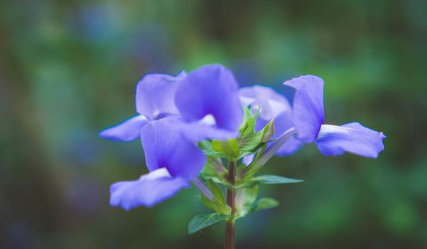 Selective focus Butterfly pea flower tea. Blue tea flower