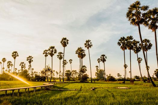 Beautiful wooden Bamboo bridge among the tropical palm trees at sunset