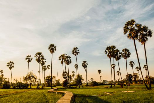 Beautiful wooden Bamboo bridge among the tropical palm trees at sunset