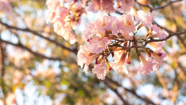 close-up beautiful pink bloosom flower . wedding  or valentine background. love concept .Soft blur focus. In sepia vintage pastel toned