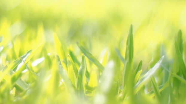 Close up green color grass leaf in fresh meadow field. Selective focus on middle range composition. Happy feeling worm environment