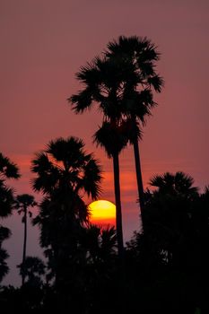 Silhouette Palm Tree Sunset over pink orange sky in evening. tropical sunset background
