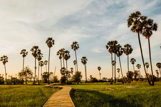 Beautiful wooden Bamboo bridge among the tropical palm trees at sunset