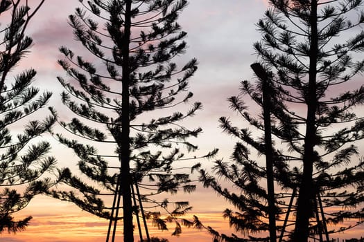 Fiery Sunset Sky Evergreen Silhouette. Tree silhouette orange sky on background.