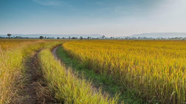 Panorama of beautiful rice field of the curve. Rice fields in green and yellow growing in countryside Thailand.