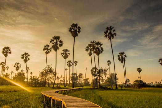 Beautiful wooden Bamboo bridge among the tropical palm trees at sunset