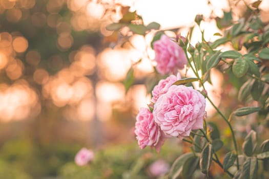 pink rose in garden, bright sunset light, floral background. Selective focus.