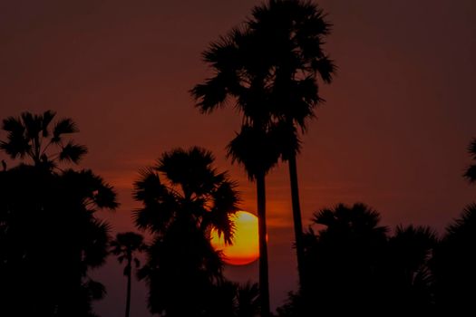 Silhouette Sugar  palm trees on paddy field in Thailand at sunset