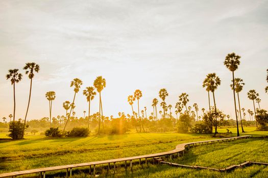 Beautiful wooden Bamboo bridge among the tropical palm trees at sunset