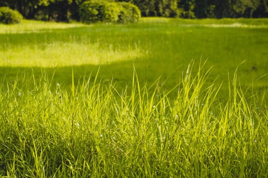 Sunlight shine through Green Spring Park with fresh grass and trees. Beautiful nature background
