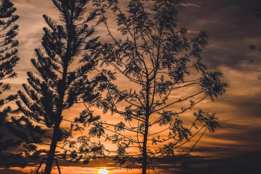 Fiery Sunset Sky Evergreen Silhouette. Tree silhouette orange sky on background.