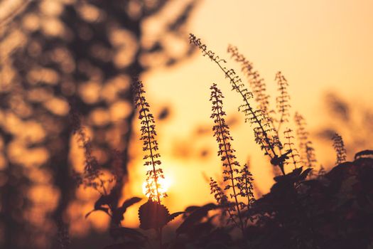 Grass flower close up soft focus a little wild flowers grass in sunrise and sunset background