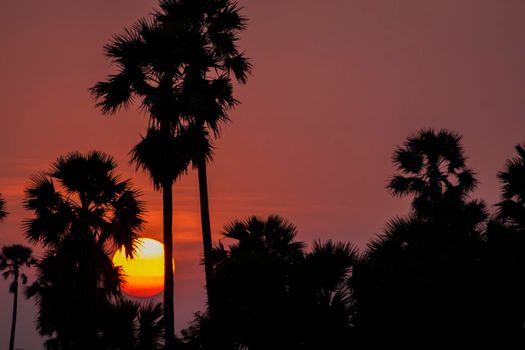 Silhouette Palm Tree Sunset over pink orange sky in evening. tropical sunset background