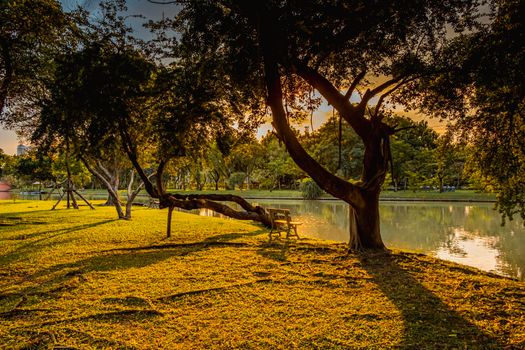 sunlight Summer morning in the park. bench among trees and lake  Chatuchak  public park Bangkok Thailand