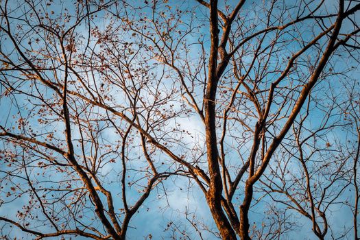 Tree Branch on blue Winter Sky. abstract winter season weather background.