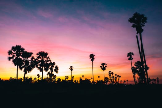 Silhouette Sugar  palm trees on paddy field in Thailand at sunset