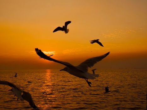 Sunset Sea Bird Silhouette sunset.Silhouette bird flying photography Sea. Minimal photography