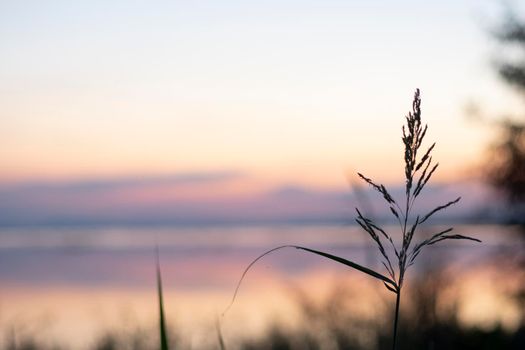 long exposure vanilla colorful sky and  lake reflection with mountains in the background. wild grass blowing in the wind on foreground