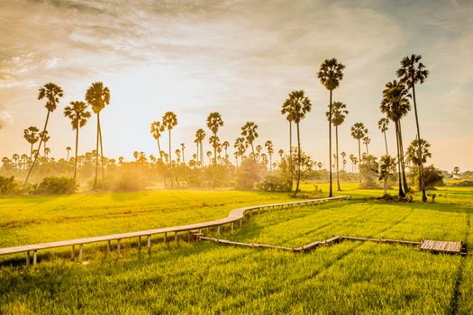 Beautiful wooden Bamboo bridge among the tropical palm trees at sunset