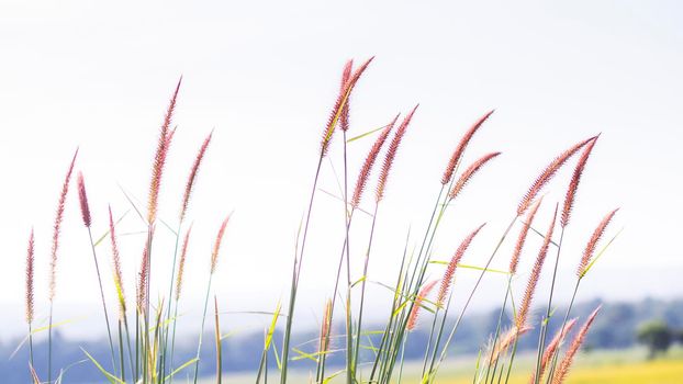 wild grasses close up harvest yellow field background