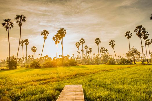 Beautiful wooden Bamboo bridge among the tropical palm trees at sunset