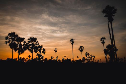 Sunset with Palm trees Silhouette background. Nature tropical landscape with sunset sky.