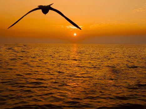 Sunset Sea Bird Silhouette sunset.Silhouette bird flying photography Sea. Minimal photography