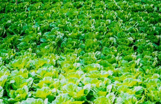 Selective focus Vegetable Garden organic Vegetable Greenhouse Lettuce industry agriculture business for healthy