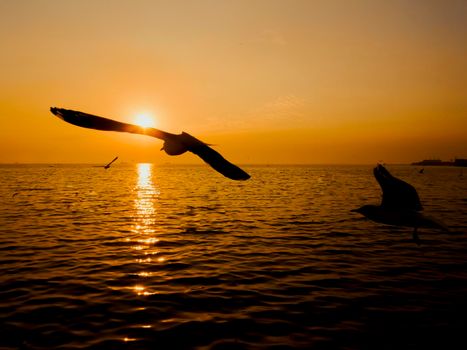 Sunset Sea Bird Silhouette sunset.Silhouette bird flying photography Sea. Minimal photography