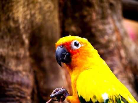 Sun conure parrot birds on wood beautiful color feather pet animal