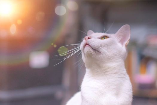 Soft focus of adorable White cat looking up for curious characteristic good friend cute pet.