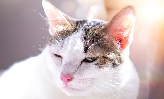 Portrait of A harlequin cat adorable animal cute pet over blur background.