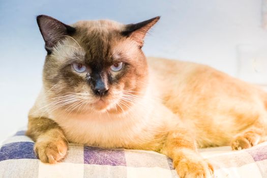 Portrait of Siamese cat. Thai adorable cat in brown tone and bule eyes.