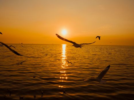 Sunset Sea Bird Silhouette sunset.Silhouette bird flying photography Sea. Minimal photography