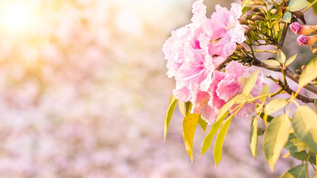Selective focus soft light Beautiful Pink Trumpet flower or Tabebuia heterophylla