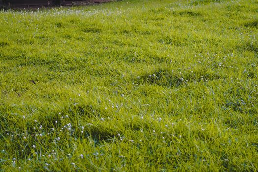 Sunlight shine through Green Spring Park with fresh grass and trees. Beautiful nature background