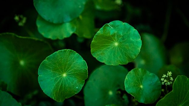 Close up green Gotu kola leaves. Asiatic pennywort. Indian pennywort. nature background