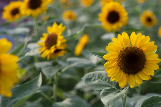 close up Sunflower natural background, Sunflower blooming. field of blooming sunflowers.