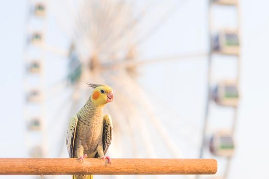 Selective focus Cockatiel  Nymphicus hollandicus beautiful adorable bird on wooden stand.