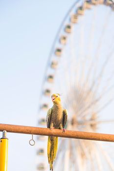 Selective focus Cockatiel  Nymphicus hollandicus beautiful adorable bird on wooden stand.